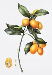 Kumquat